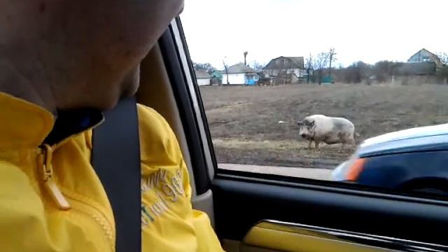 Озорная свинья смотреть онлайн