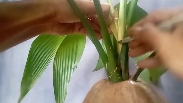 PERAWATAN BONSAI KELAPA ORIGINAL DI MUSIM PENGHUJAN смотреть онлайн