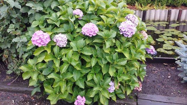 Hydrangea Paars смотреть онлайн