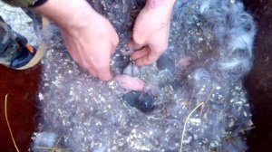 Содержание кроликов зимой.Окролы в мороз.