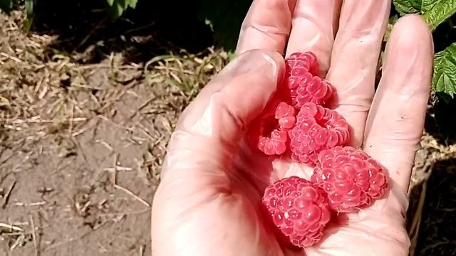 Летняя малина Феномен - этот сортвам точно понравится! г. Омск Ферма 