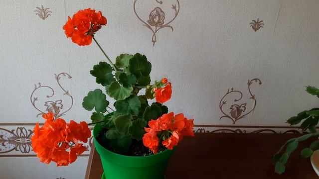 Зональная пеларгония Highfield’s Ballerina смотреть онлайн