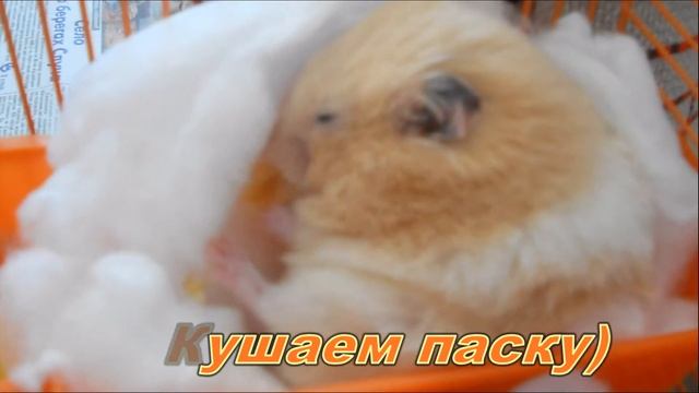 Хомяк Кунжут) смотреть онлайн