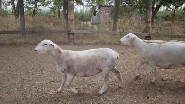 Проданы в Краснодарский край. Белый Дорпер. Ярки и Овцематки. смотреть онлайн