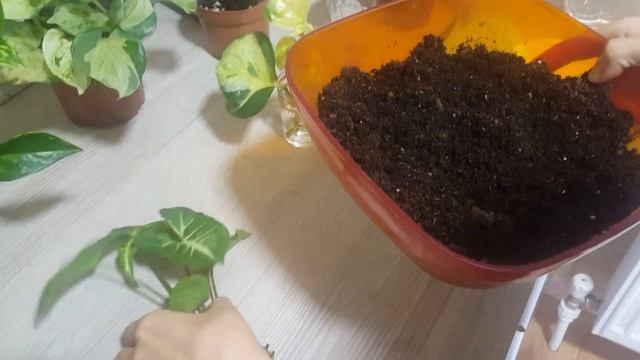 Как легко укоренить сциндапсус и сингониум смотреть онлайн