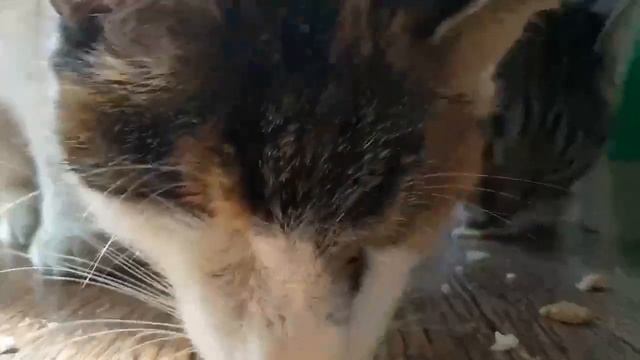 Дух кота Борьки, похитителя булок, бродит по кошачьим прайдам! смотреть онлайн