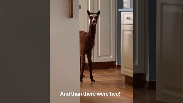 Alpacas in the house! смотреть онлайн