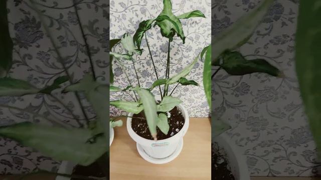 Лиана сингониумы #цветы#лиана#сингониум смотреть онлайн
