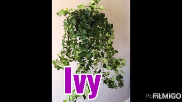 12 Low Maintenance house plants