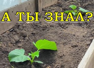 ОГУРЦЫ на грядку высаживаю "с секретиком"🥒