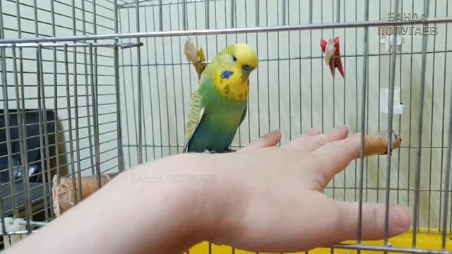 ?1-й день приручения попугая || С чего начинать? смотреть онлайн
