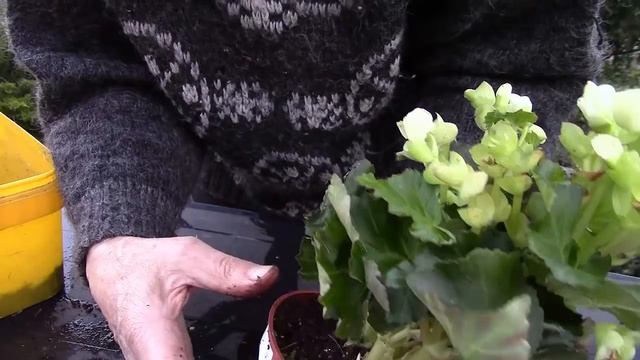 Бегония.  Разнообразие видов.  Как пересадить купленную бегонию!?