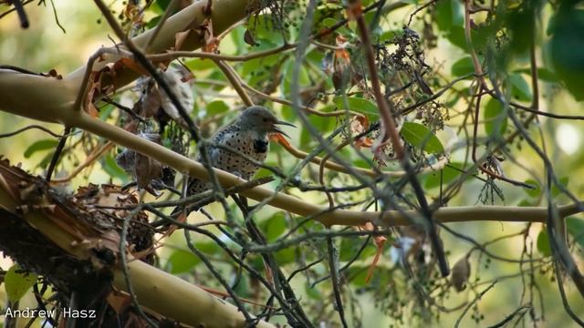 5 Interesting and Fun Facts About the Unusual Northern Flicker смотреть онлайн