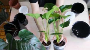 Антуриум. Подбираем горшочек. ??