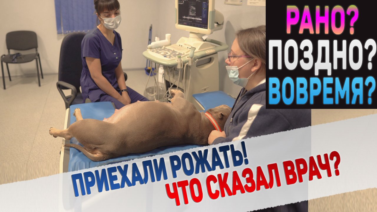 Приехали с собакой рожать в клинику! Что с щенками? смотреть онлайн