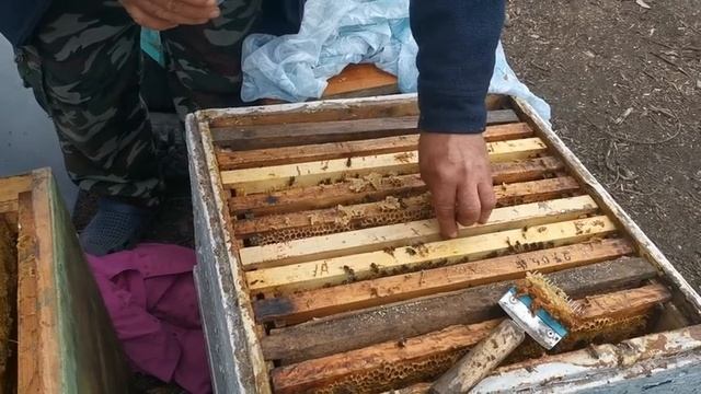 СВАДЬБА ПЧЕЛ 9 день свадьбы!Часть 4 смотреть онлайн