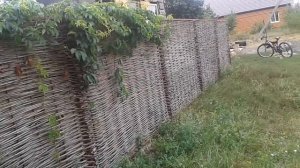 Забор своими руками и  недорого. Плетень