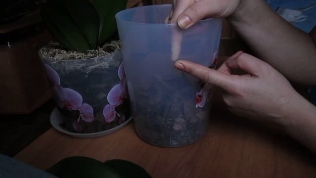 Две непростительные ошибки при посадке орхидеи в закрытую систему. смотреть онлайн