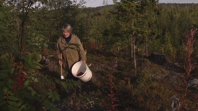 Сбор ягод в Карелии. До 100$ в день! смотреть онлайн