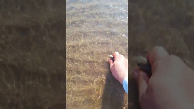 Самый большой сазан шардары!!! смотреть онлайн