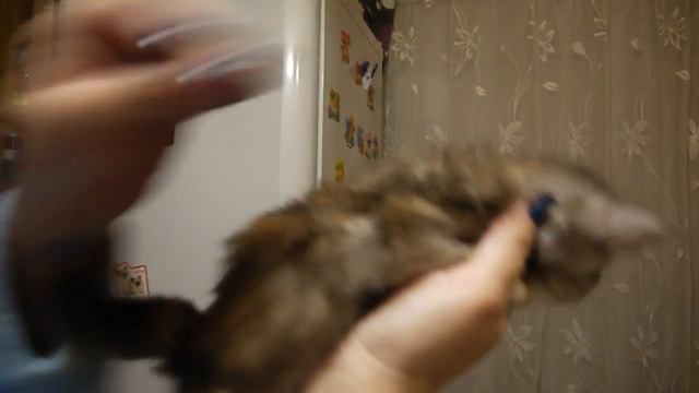 Сибирская кошечка Вьюга Из Одиссеи смотреть онлайн
