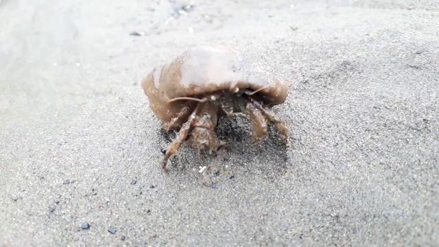 Встреча с Раком отшельником, на острове Сахалин смотреть онлайн