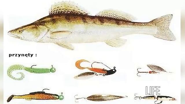 Как ловить судака в июне? смотреть онлайн