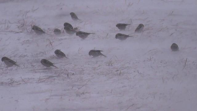 Большая стая чечёток вдоль дороги. Птица чечётка. Тогучинский район Новосибирская область. смотреть онлайн