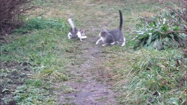 Дикие кошки. Тяжелые будни. Funny cat смотреть онлайн