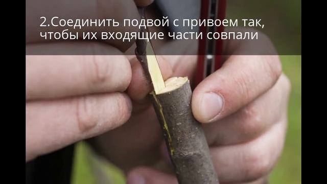 Весенняя прививка яблони