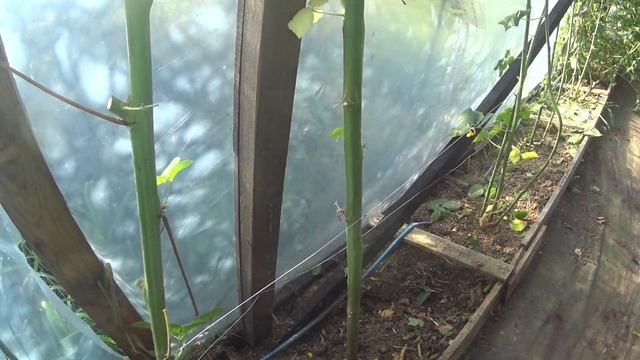 Честер - ежевичное дерево смотреть онлайн