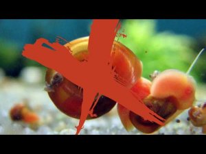 ИЗБАВЛЯЕМСЯ ОТ УЛИТОК КАТУШЕК НАВСЕГДА !!!