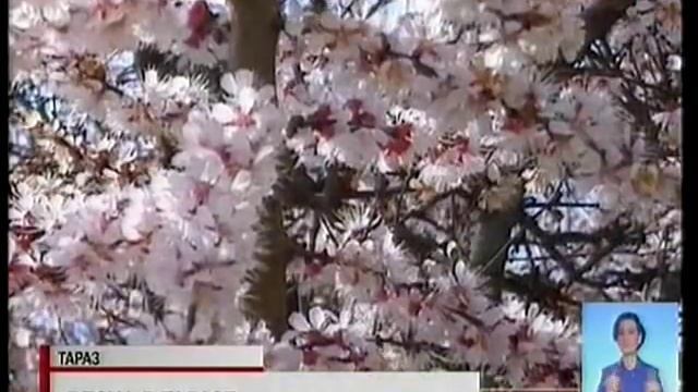 В Таразе зацвели абрикосовые и вишневые деревья смотреть онлайн