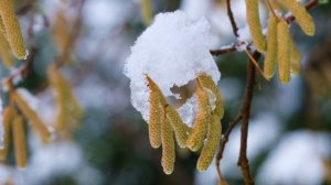 25 февраля Народный праздник Милетий и Алексей. Народные запреты, приметы, традиции и обряды.