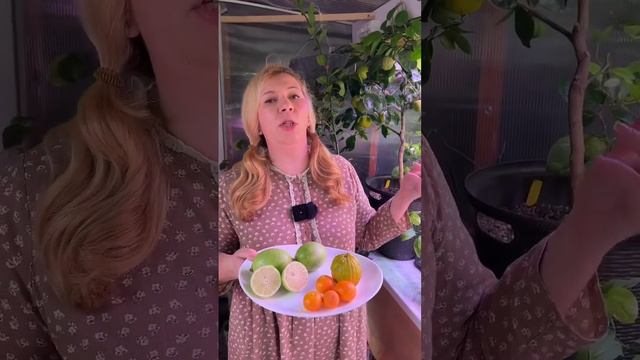 Цитрусовые дома смотреть онлайн