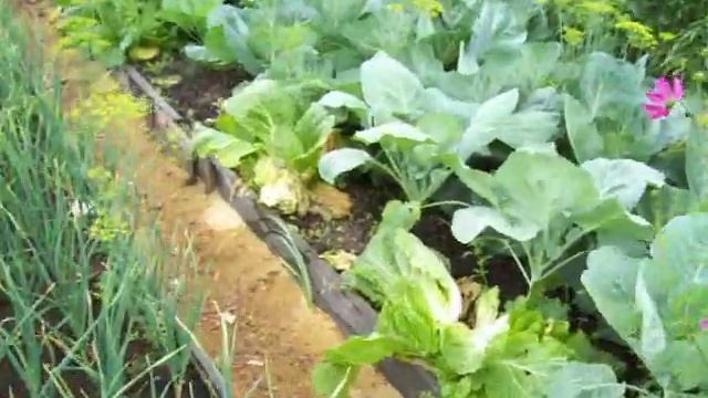 Грядки из досок смотреть онлайн