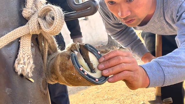 心疼！野馬修蹄釘掌過程公開【下集】，野馬強烈反抗把腿都刮出血，釘掌師耐心修蹄削掉大塊角質，技術嫻熟野馬舒服了！ смотреть онлайн
