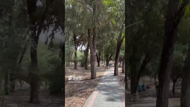 Парк Дасуди. Эвкалиптовая роща, Кипр, Лимасол, дерево