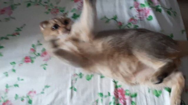 Раздраконить кошку смотреть онлайн