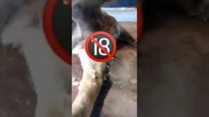 Опарыши на собаки.