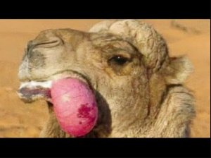 Никогда Не Трогай Этот Пузырь у Верблюда! Вот Почему