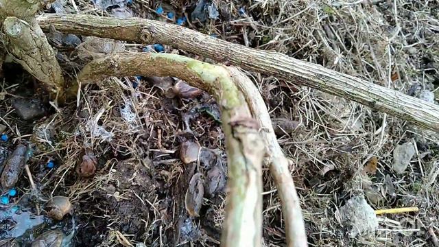 Слизни! Шок контент#сочинцы#переезднаюг#огородвсочи#sochi2023 смотреть онлайн