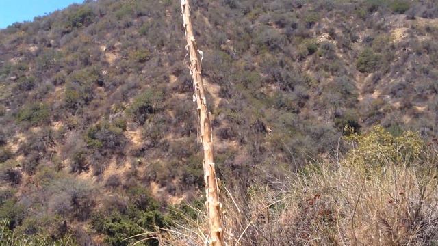 Yucca whipplei смотреть онлайн