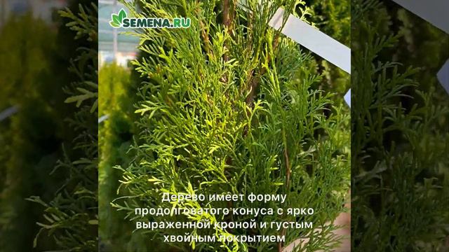 туя Смарагд смотреть онлайн