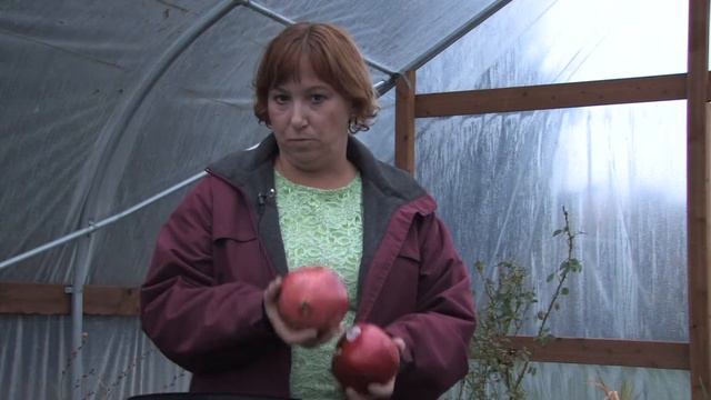 Gardening for Trees & Plants : About Pomegranates Growing Conditions смотреть онлайн