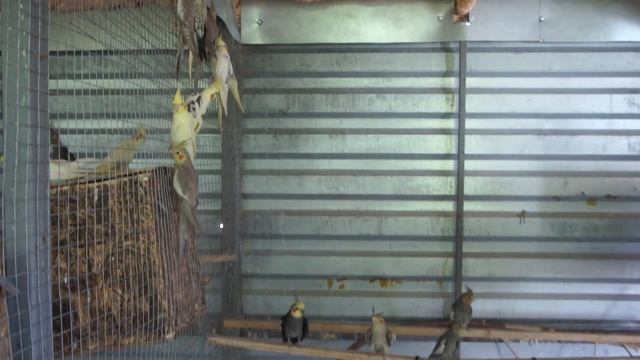 TimPtitZ: Новости с вольеров на 15.06.2022 смотреть онлайн