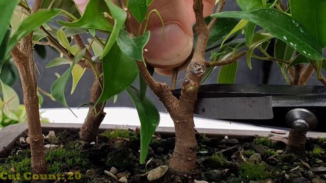 Pruning my Ficus Benjamina Bonsai Forest смотреть онлайн
