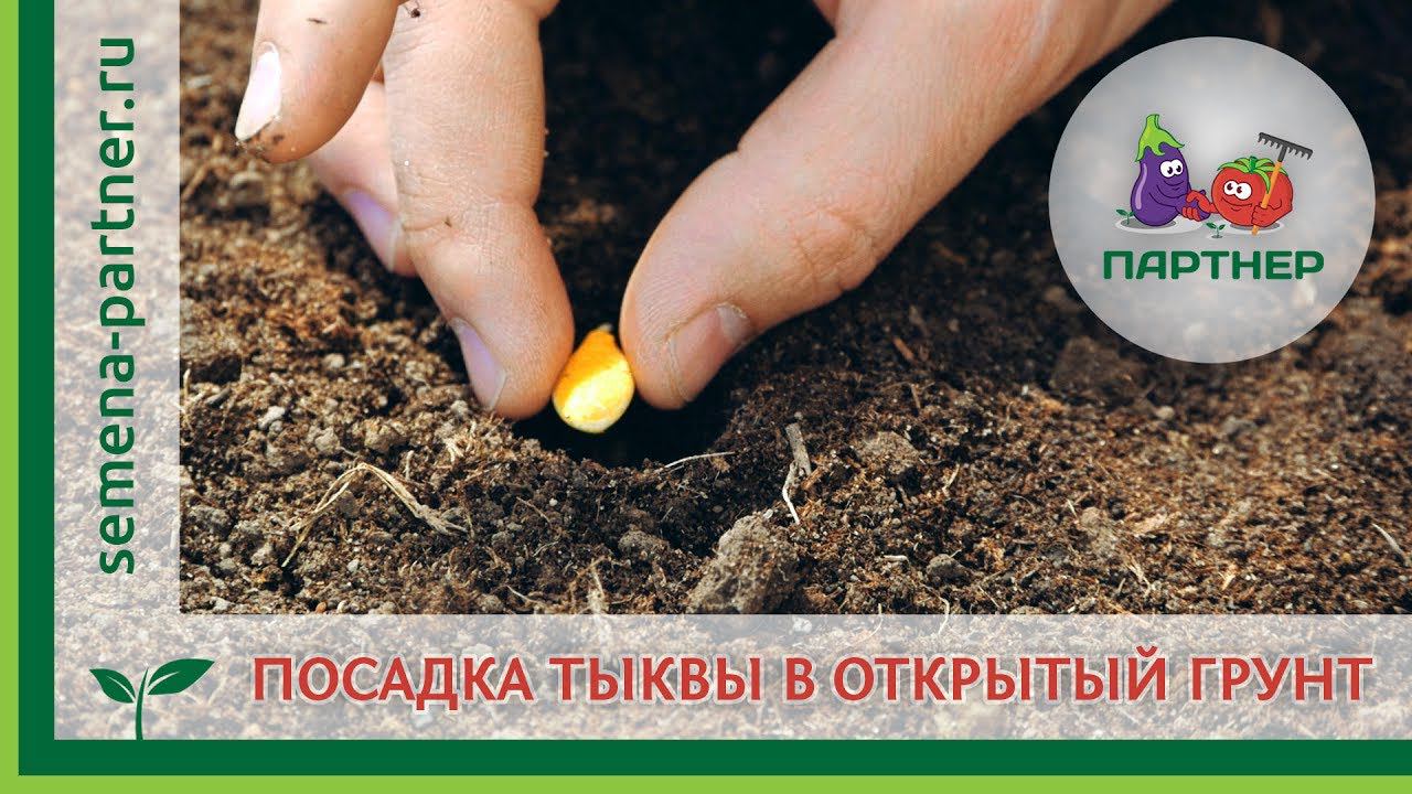 Посев тыквы в открытый грунт смотреть онлайн