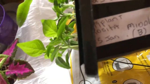 March 2021 Indoor Vegetable Garden Update Y4 V06 смотреть онлайн