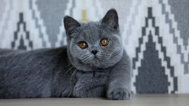 Британская голубая кошечка Nestea Winterose, 5 месяцев смотреть онлайн